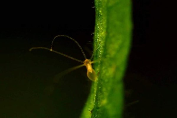 Кракен ссылка 2web krakendark link